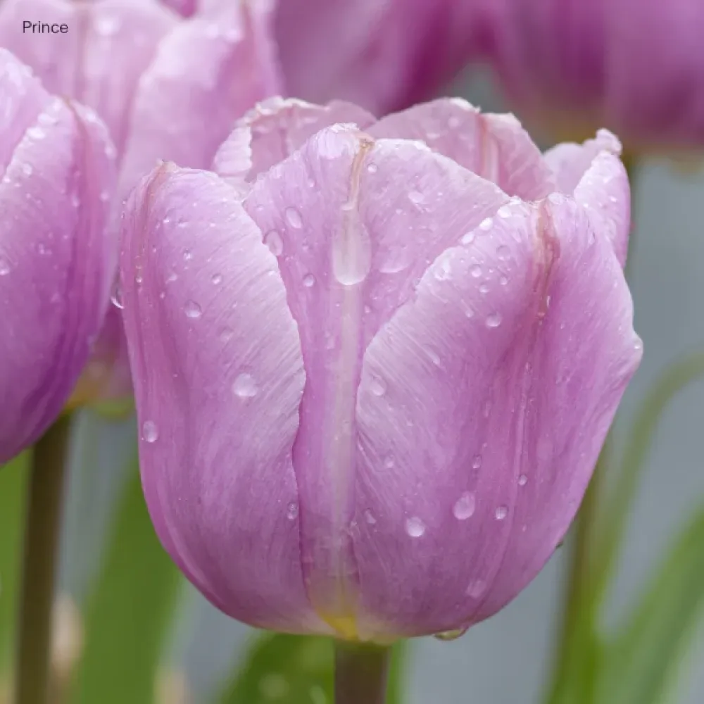 Tulipán Light Pink Prince (ružový)