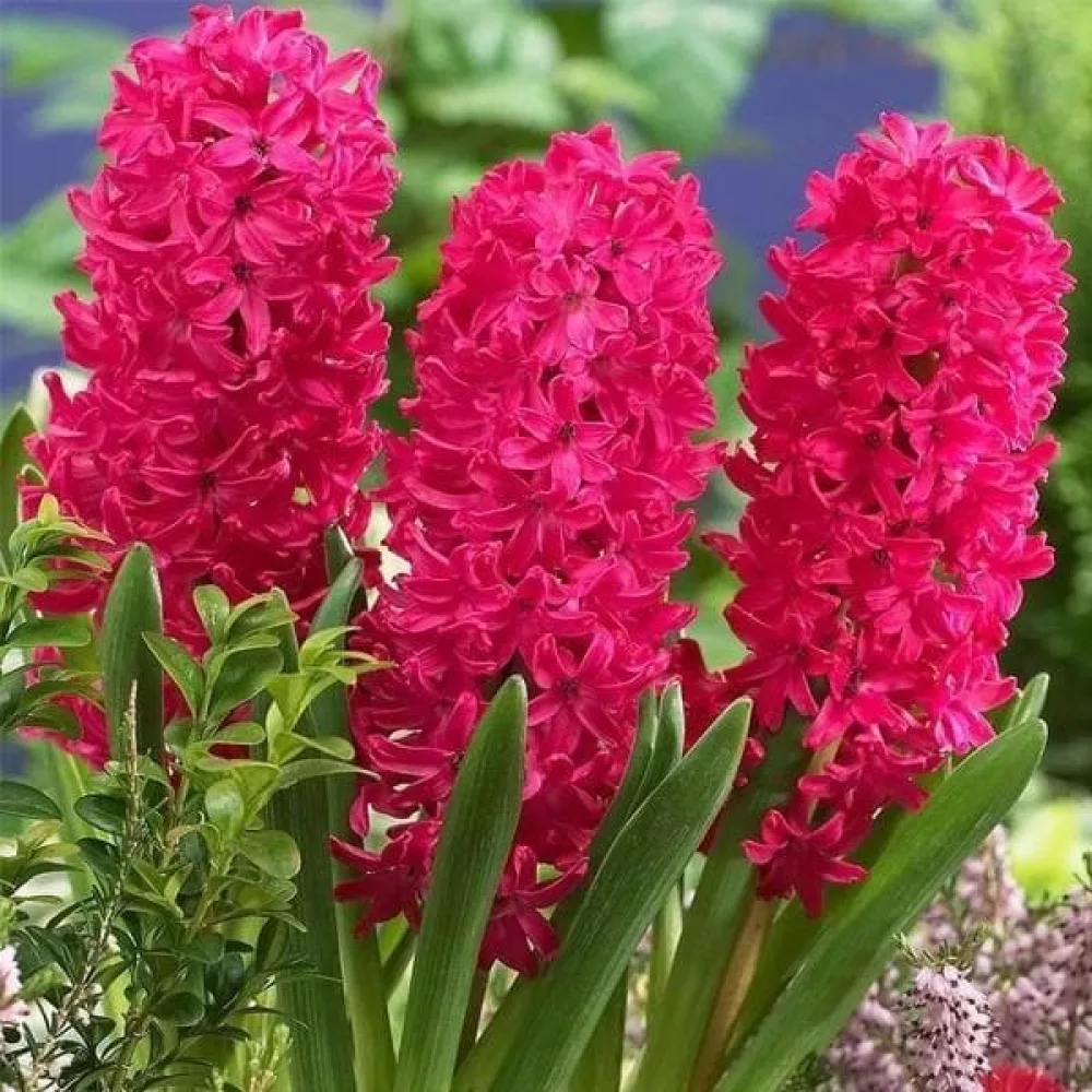 Hyacint SCARLET PEARL