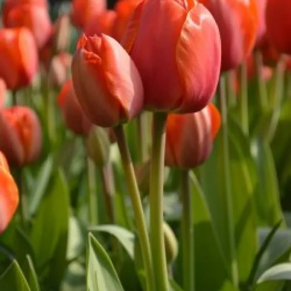 Tulipán Ad Rem (oranžový)