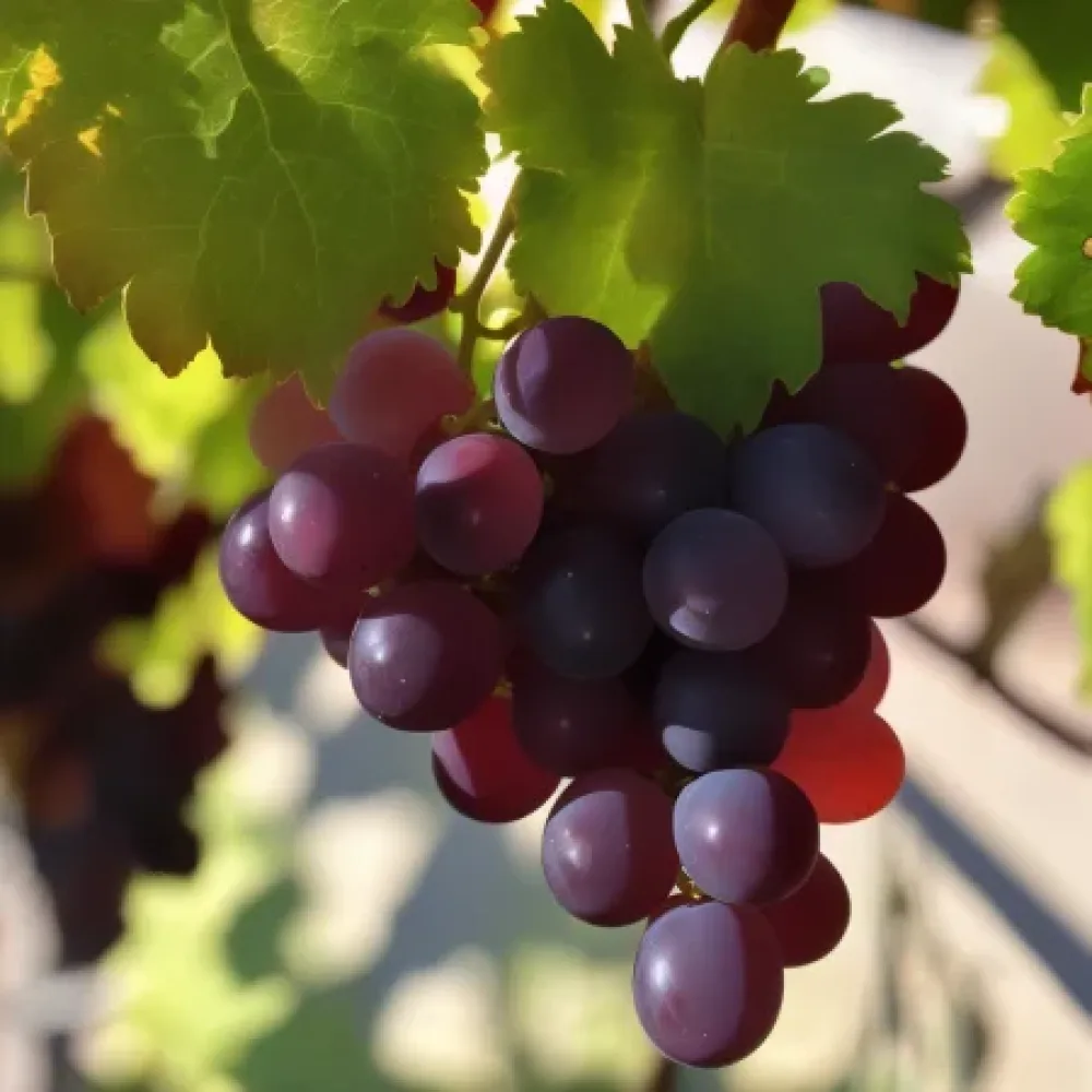 Vinič Čierna perla - červená stolová odroda hrozna - skoro dozrievajúca