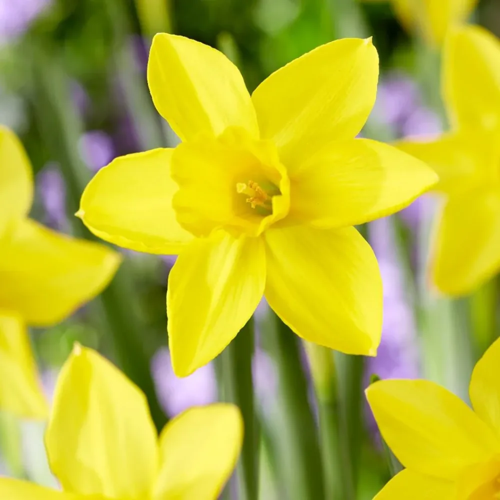 Narcis Marie Curie Diamond (žltý)