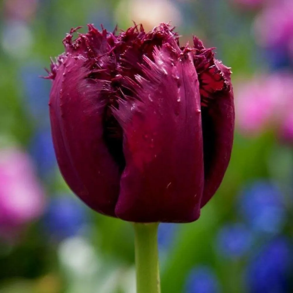 Tulipán Gorilla (fialový)