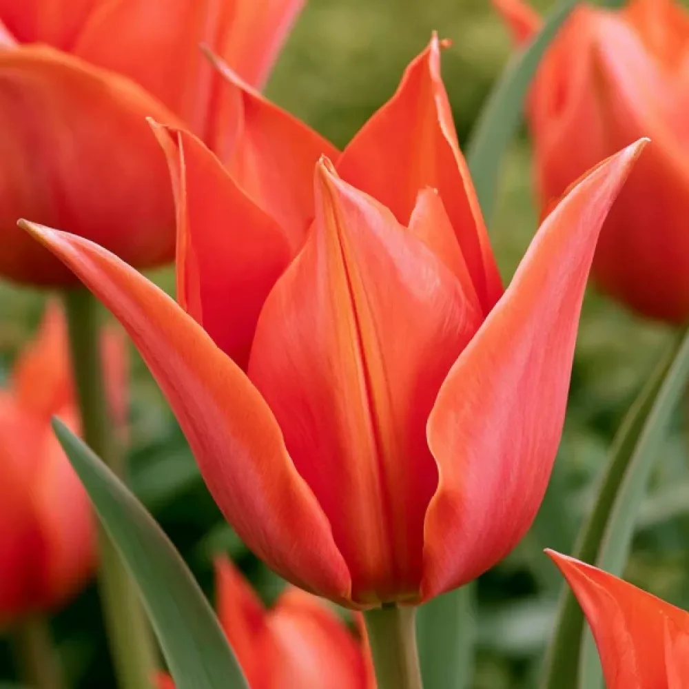 Tulipán Rigas Barikades (fialový)