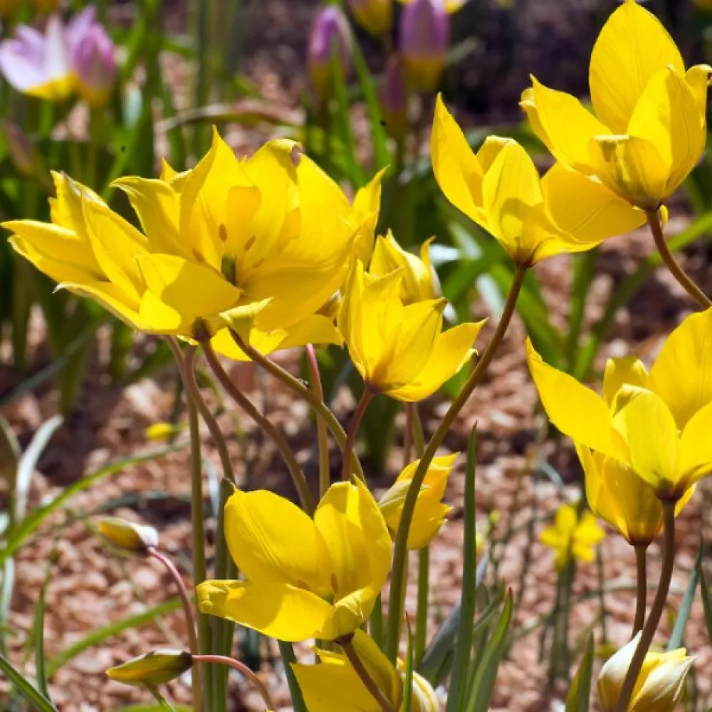 Tulipán Sylvestris (divý)