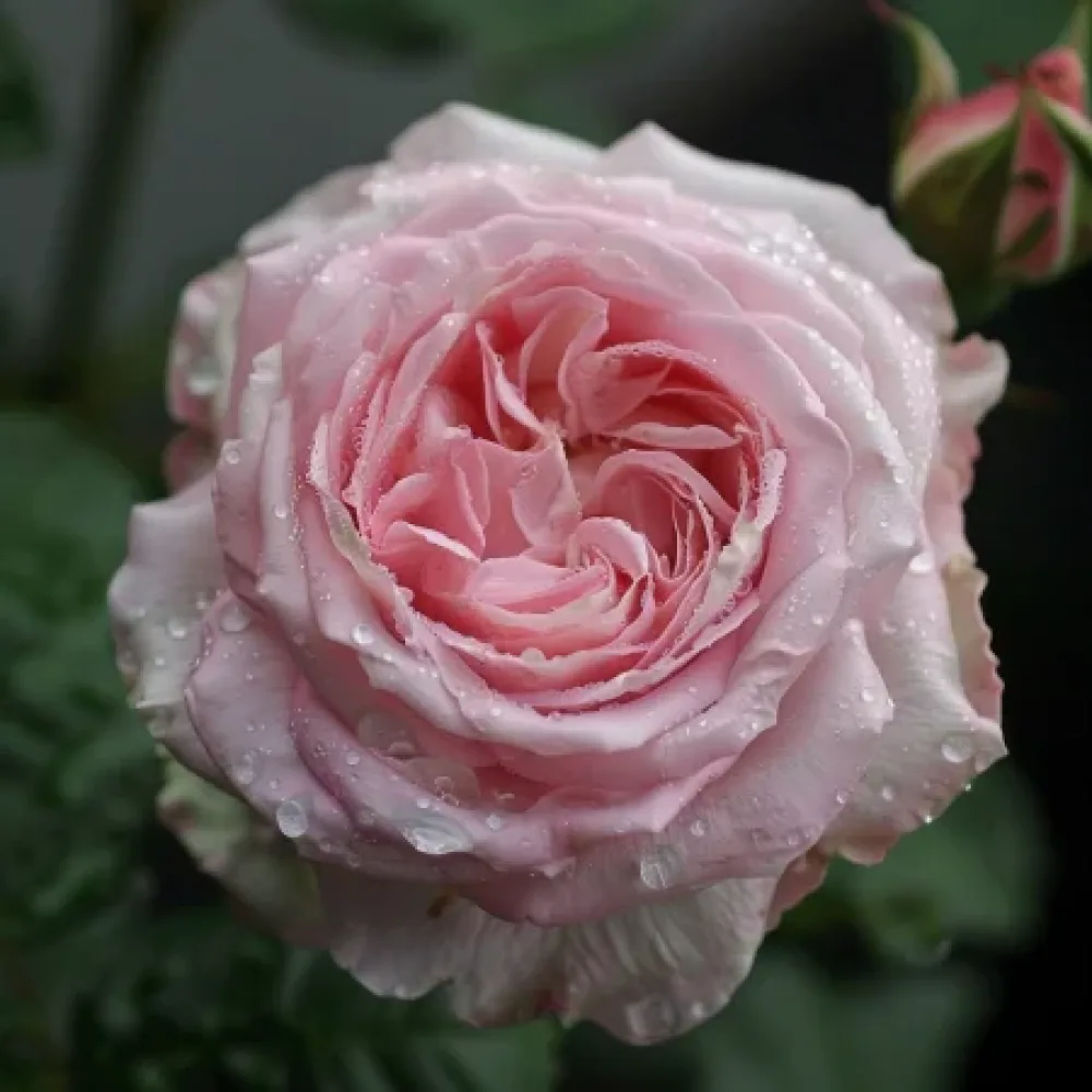 Ruža Lightflora – s voľným koreňom