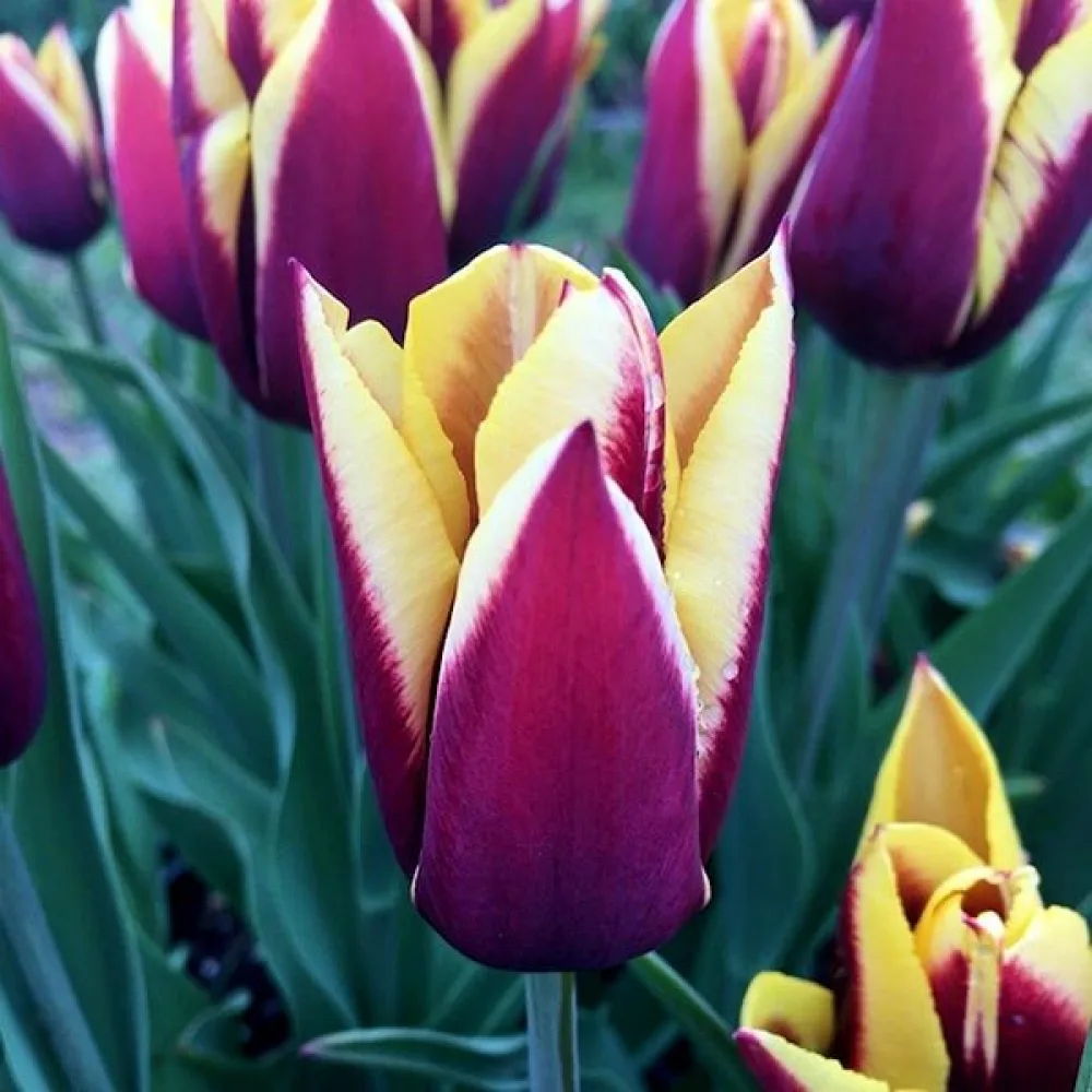 Tulipán Gavota (fialový)