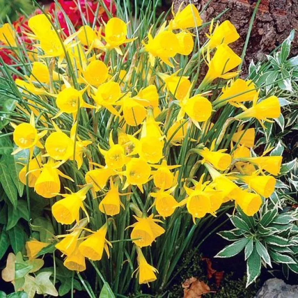 Narcis Golden Bells bulbocodium