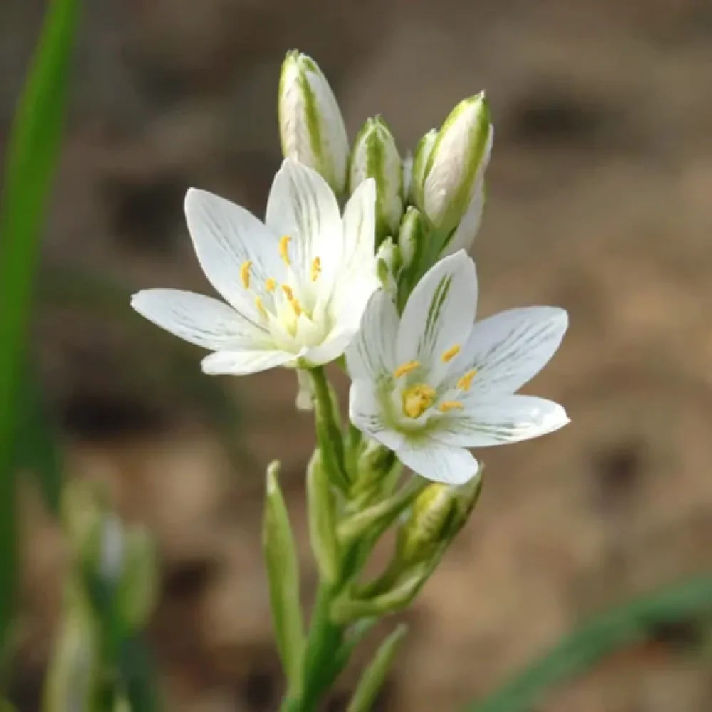 Bledavka Balansae (biela)
