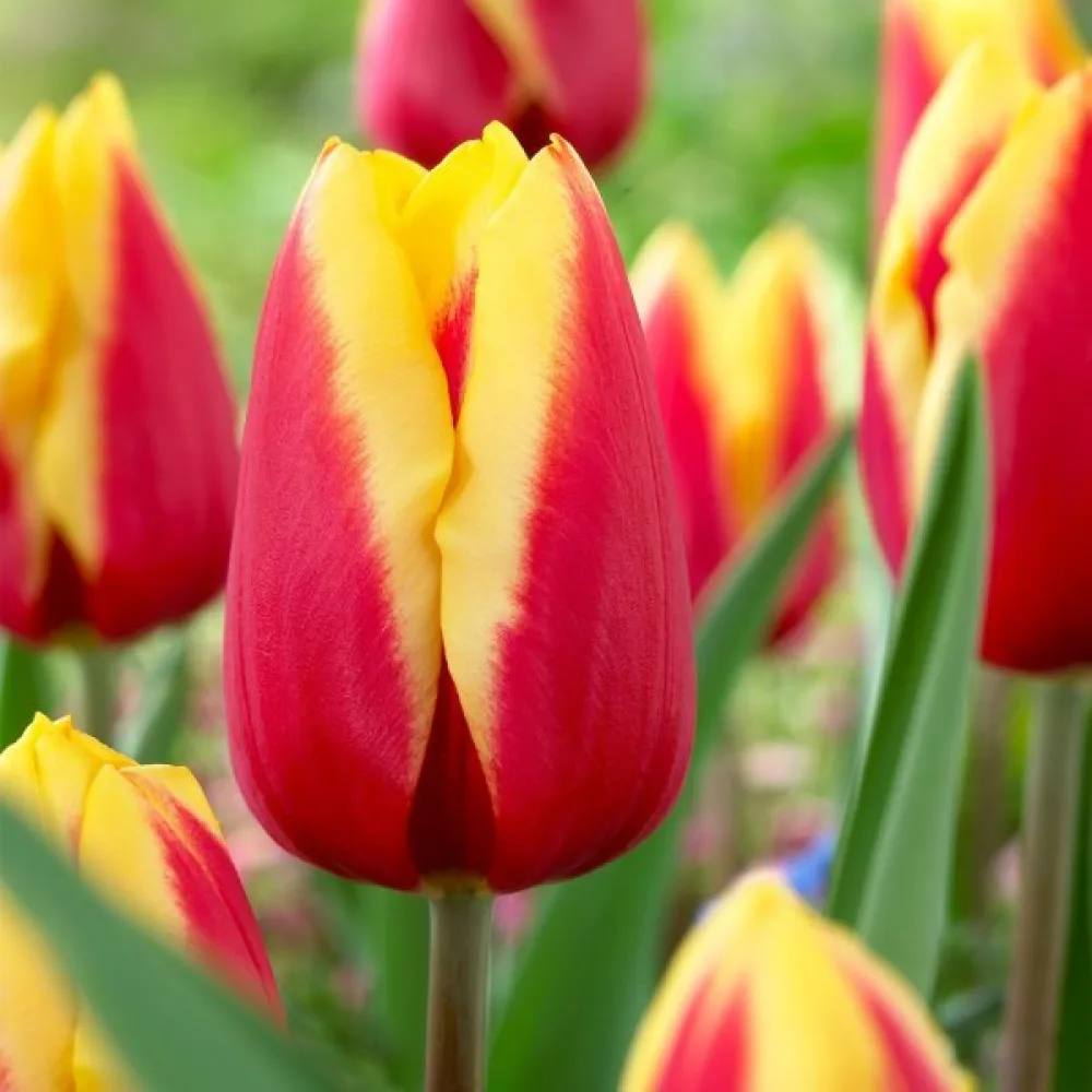 Tulipán JAN SEIGNETTE (červený)