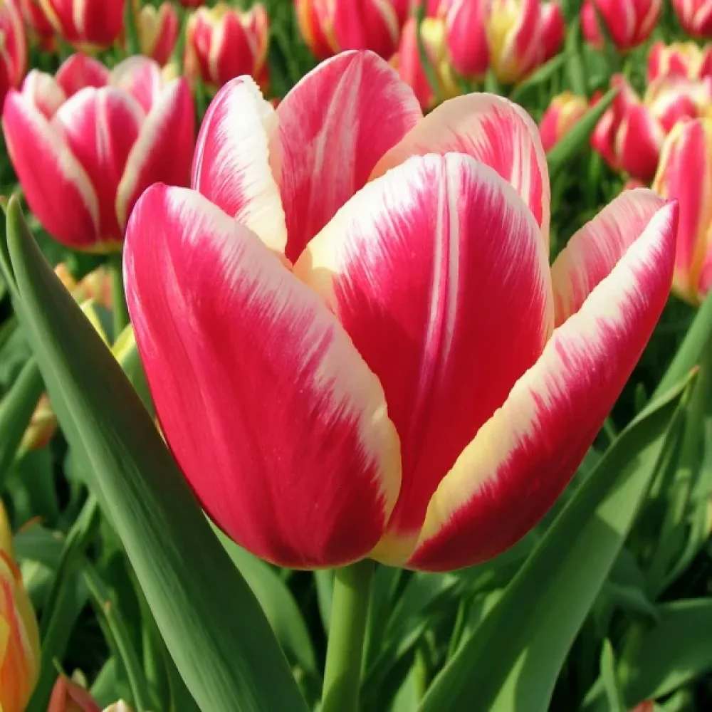 Tulipán One Love (ružový)