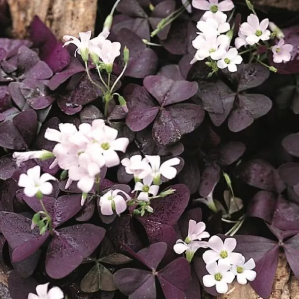 Kyslička Triangularis (ružová)