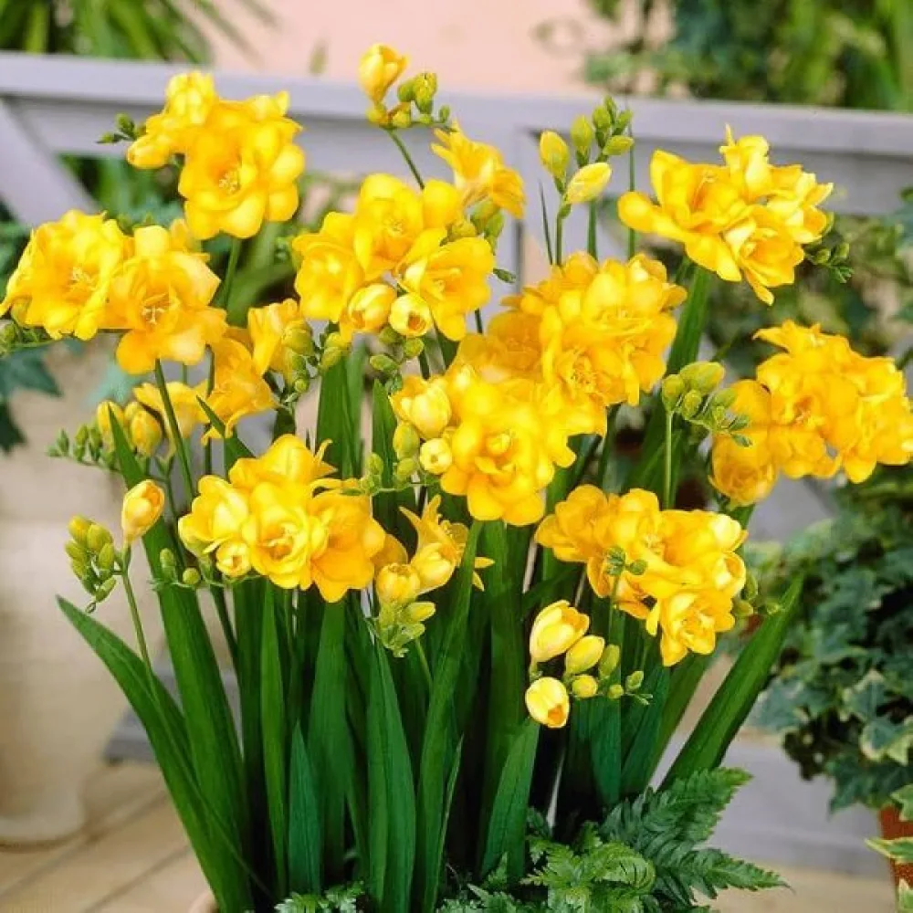 Frézia Double yellow (žltá plnokvetá)