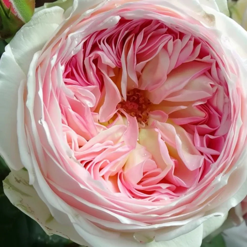Ruža Pink Melody