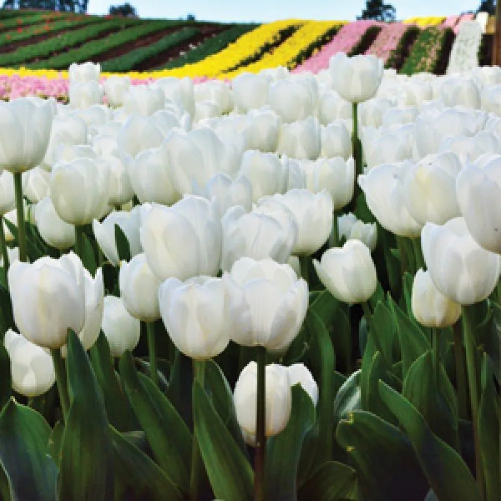 Tulipán Antarctica (biely)