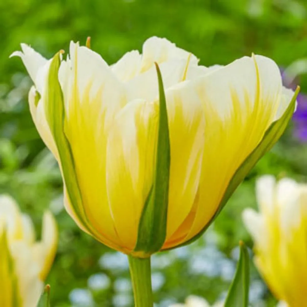 Tulipán Sweet Valley
