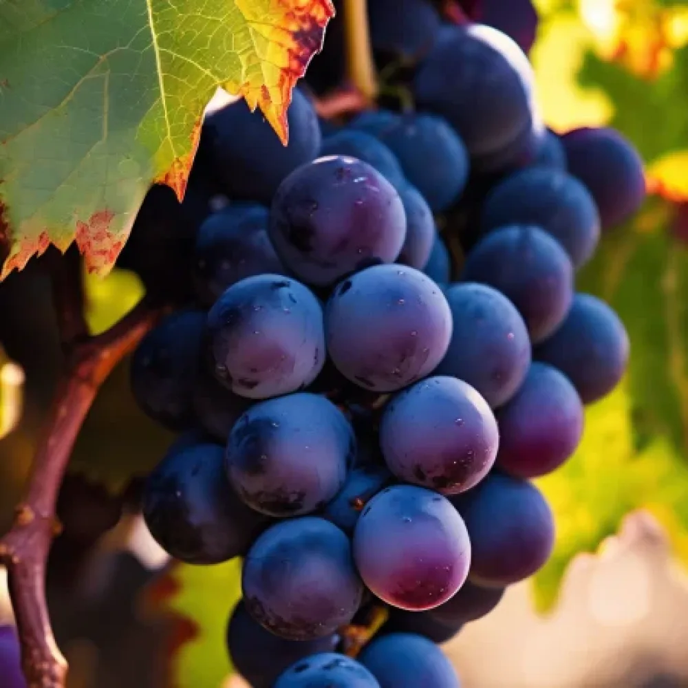 Vinič odroda Cabernet Sauvignon - skoro dozrievajúca