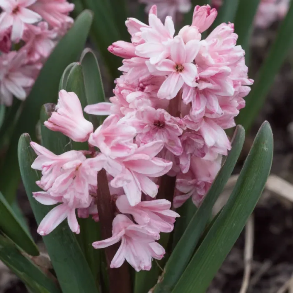 Hyacint Spring Beauty