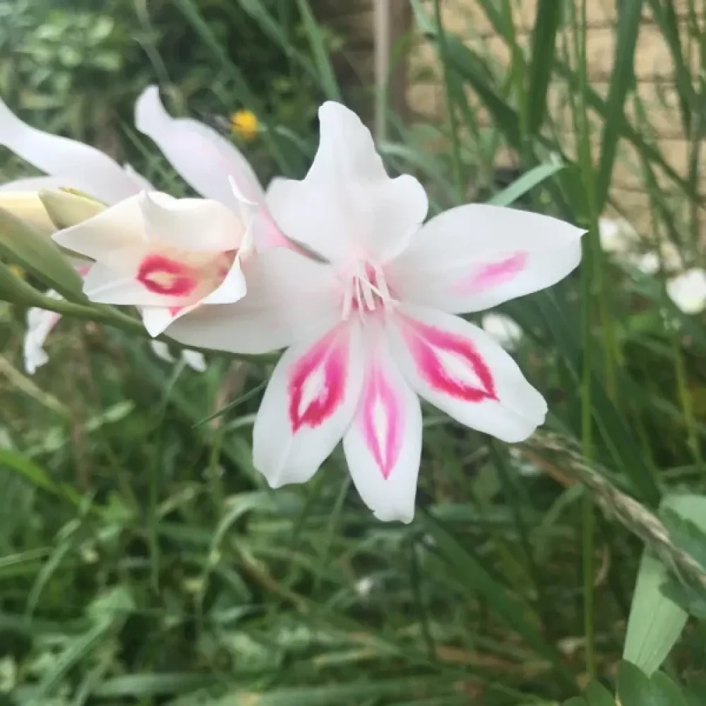 Gladiola Nymph (ružová)