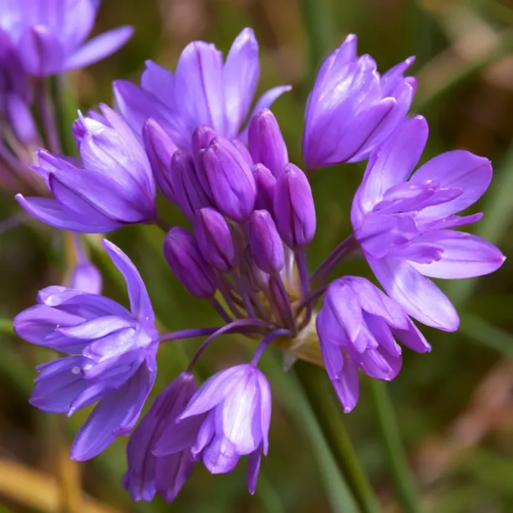 Dichelostema Congestum