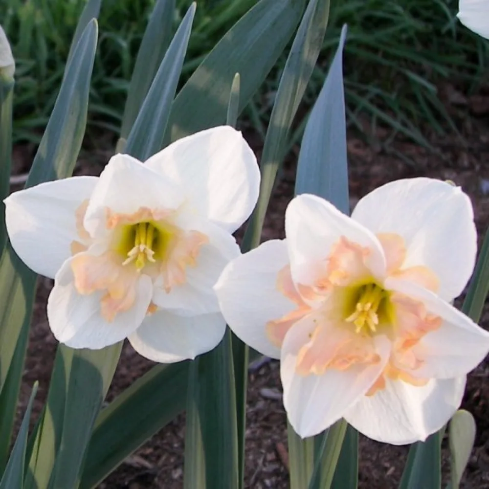 Narcis Changing Colours (meniaci farbu)