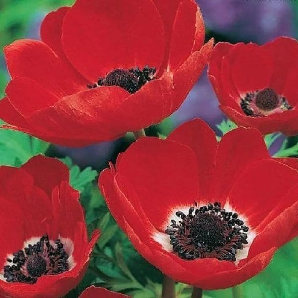 Sasanka Coronaria Hollandia (červená)