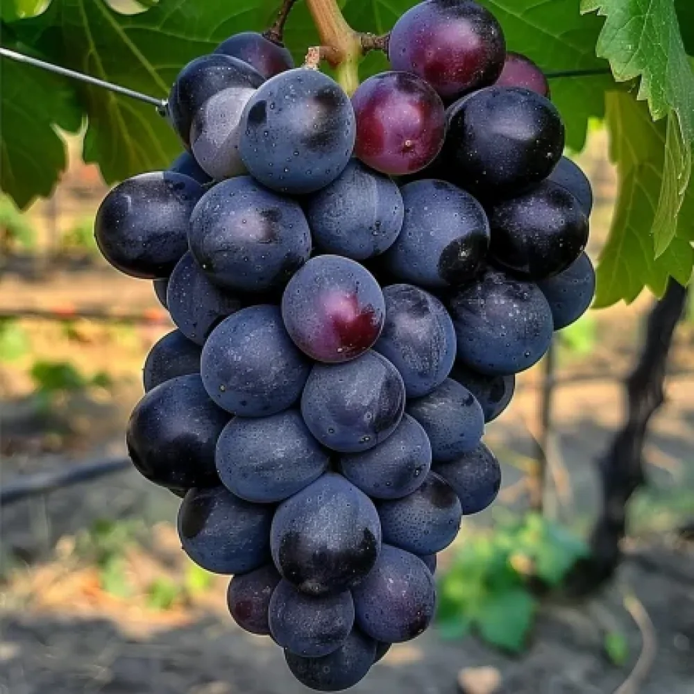 Vinič odroda Tangra - bezsemenná stolová odroda hrozna