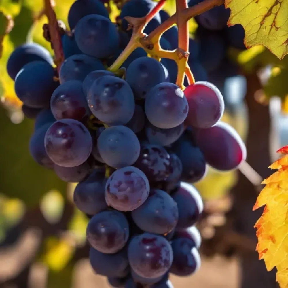 Vinič odroda Mavrud, červená muštová - neskoro dozrievajúca