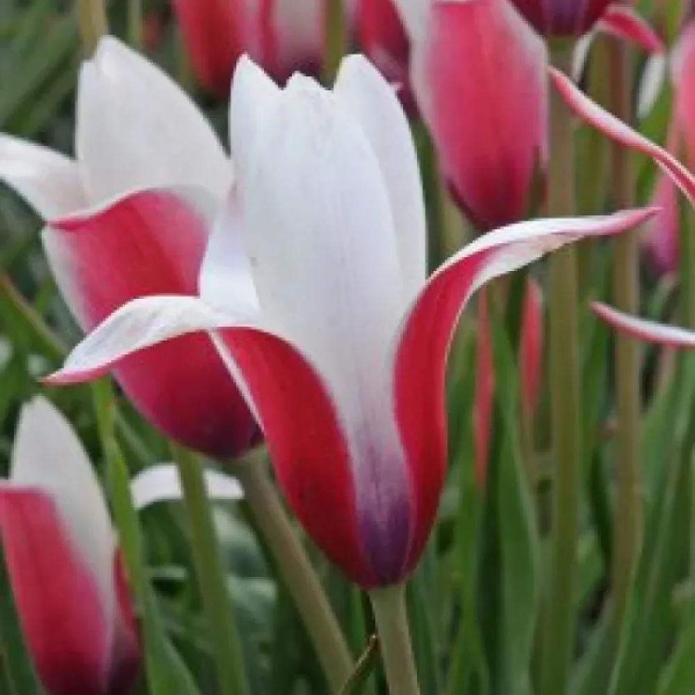 Tulipán Clusiana Peppermint Stick (mätový)