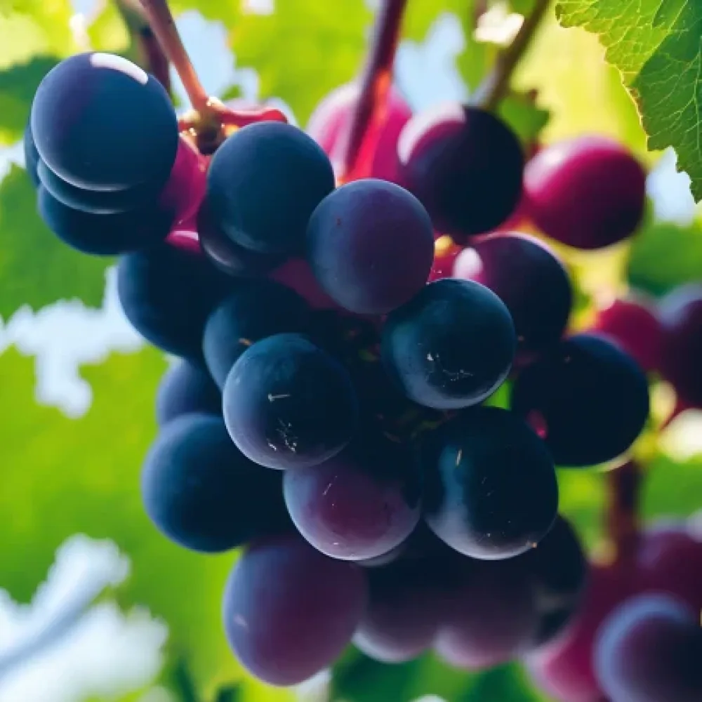 Vinič Rusenski misket – červená stolová odroda hrozna, skorá