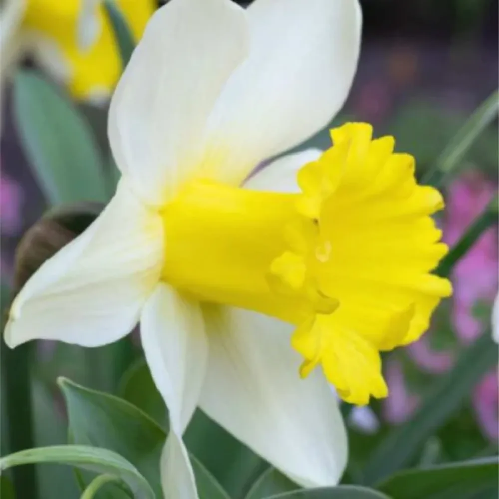 Narcis January Silver