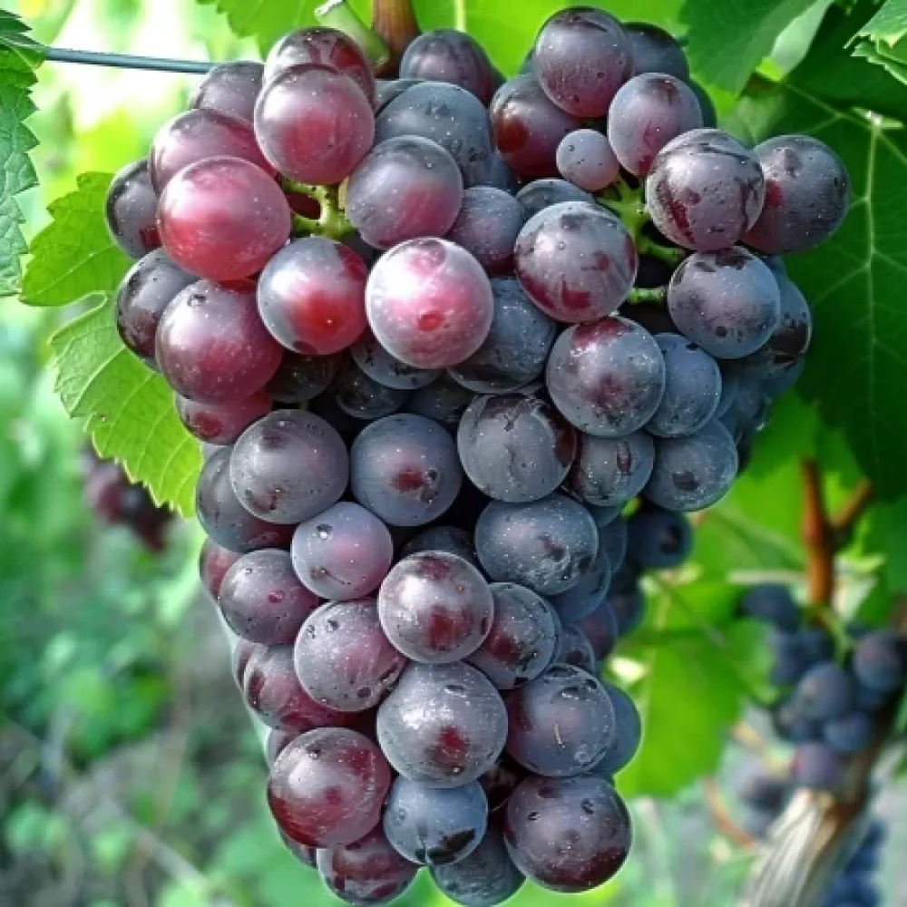 Vinič odroda Rusalka 3 - bezsemenná stolová odroda hrozna