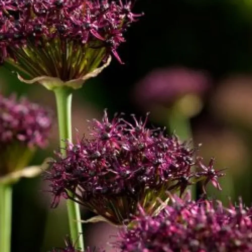 Okrasný cesnak Atropurpureum (tmavopurpurový)