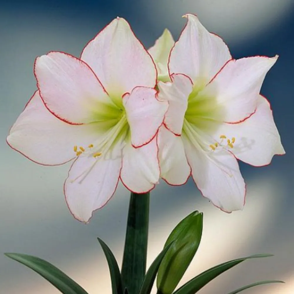Amarylis Picotee (biely)