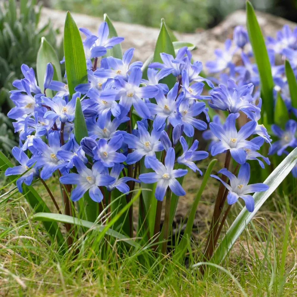 Ladonička Blue Giant (modrá)