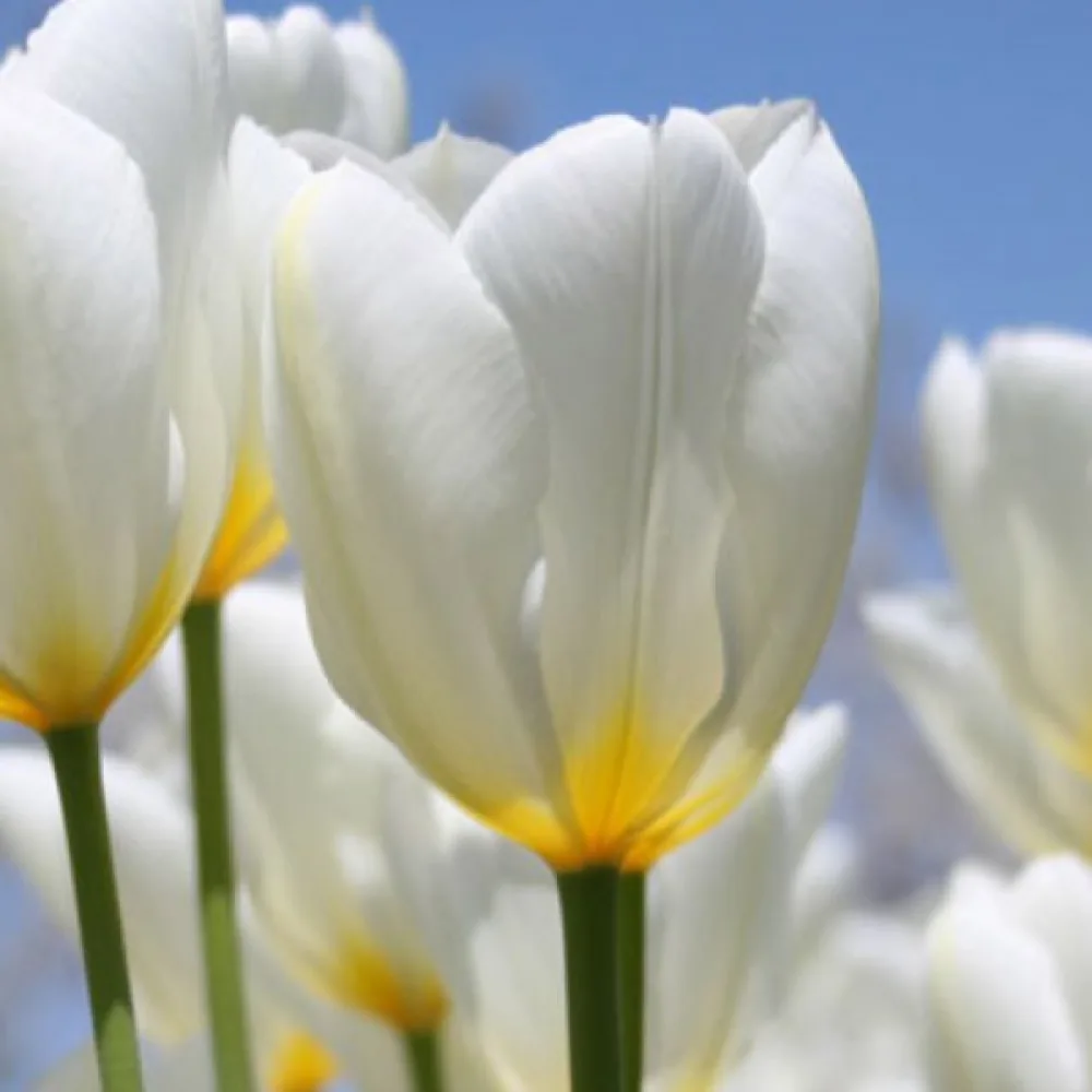 Tulipán Purissima (biely)