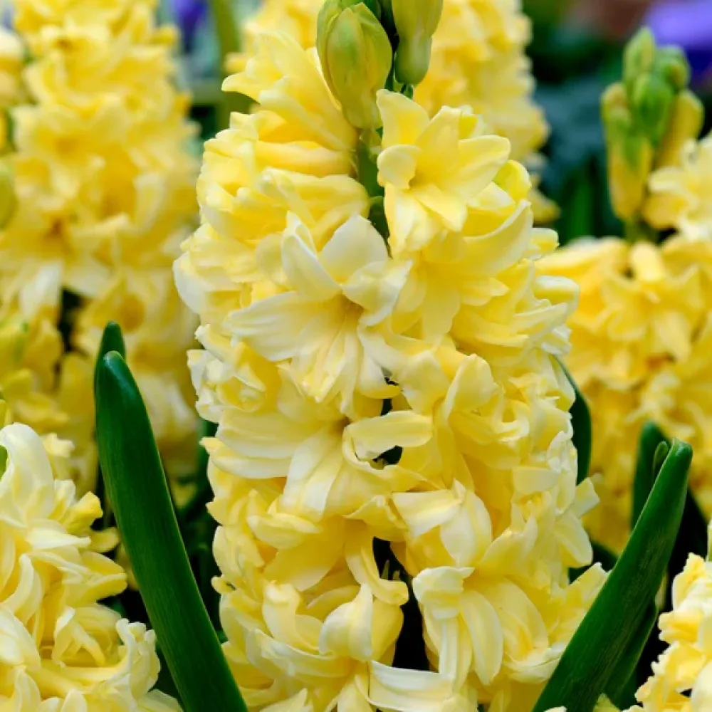 Hyacint Yellow Queen (krémový)
