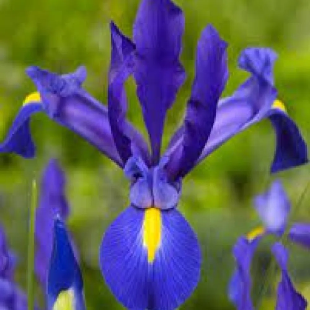 Kosatec Blue Magic Hollandica (modrý)