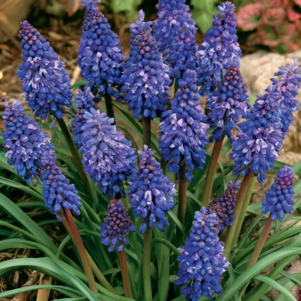 Modrica Blue Spike Armeniacum (modrá)