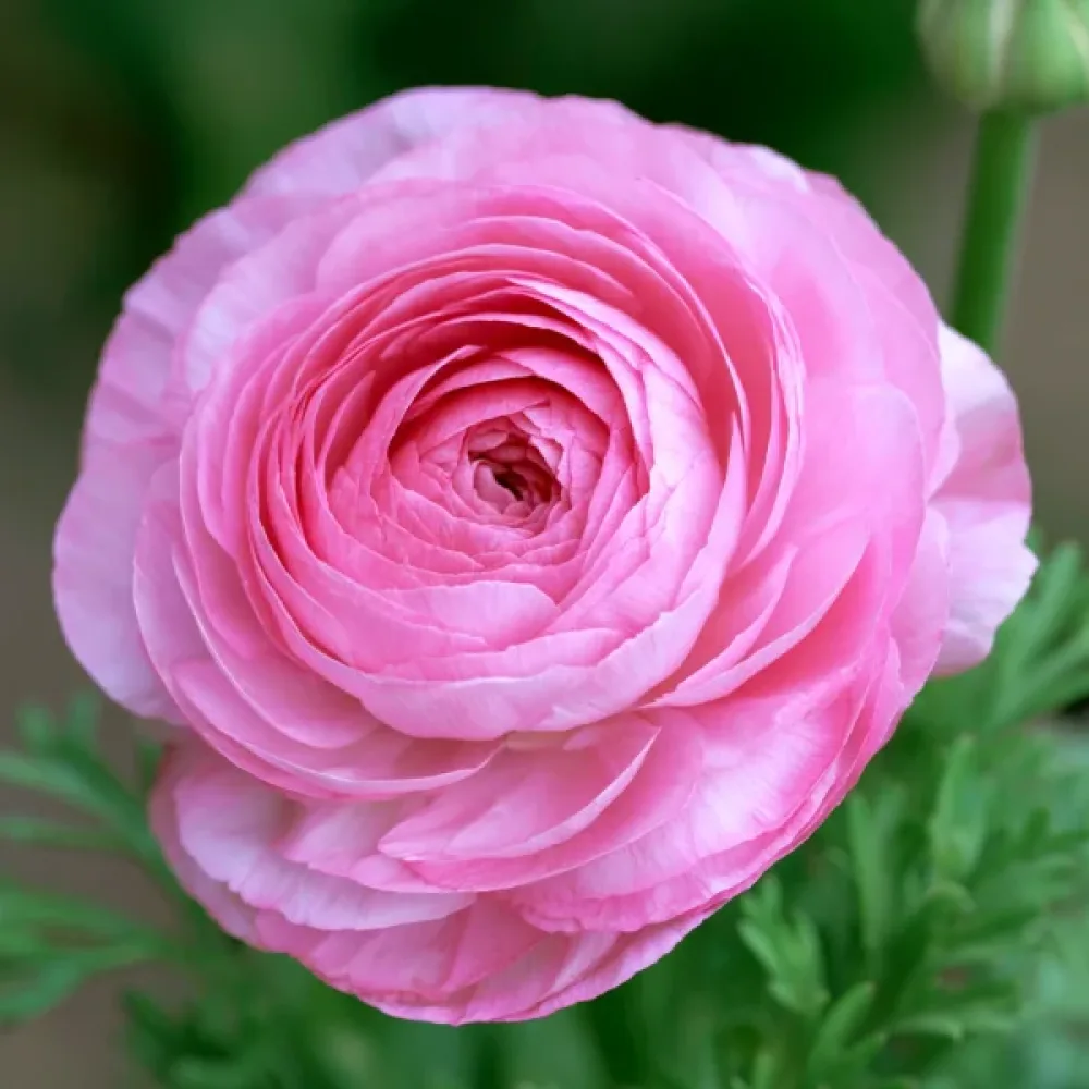 Iskerník Pink Tomer (ružový)
