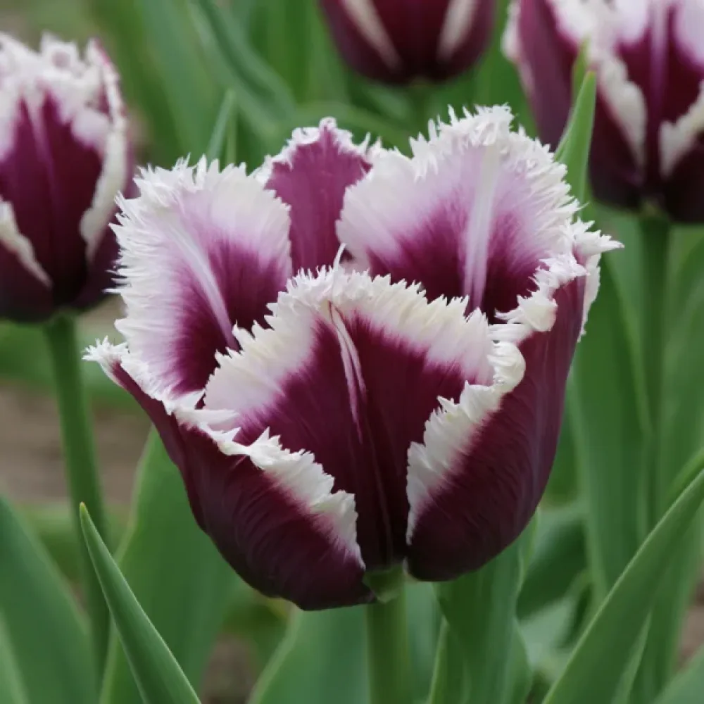 Tulipán Rimini (fialový)
