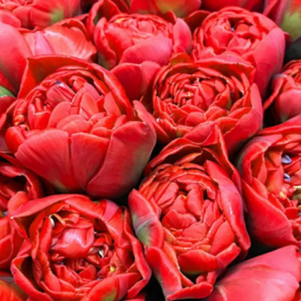 Tulipán Miranda (šarlátový)