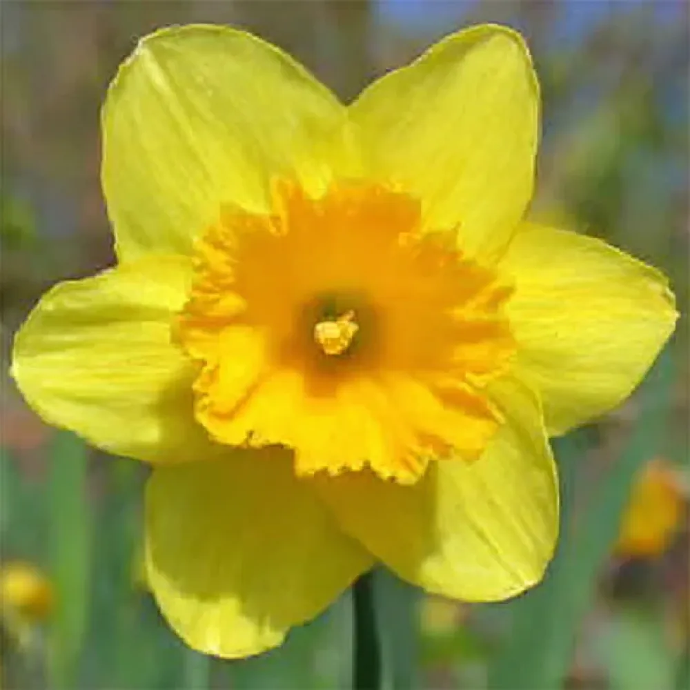 Narcis Gigantic Star
