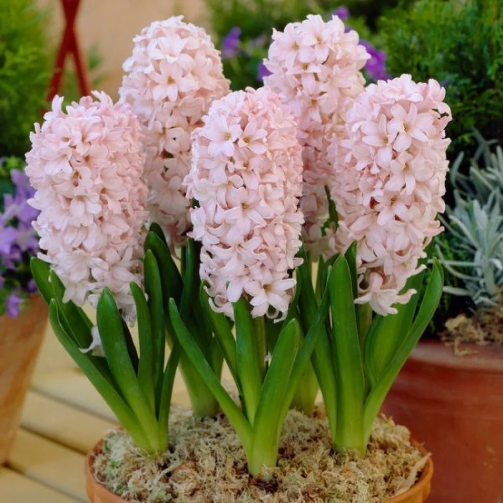 Hyacint China Pink