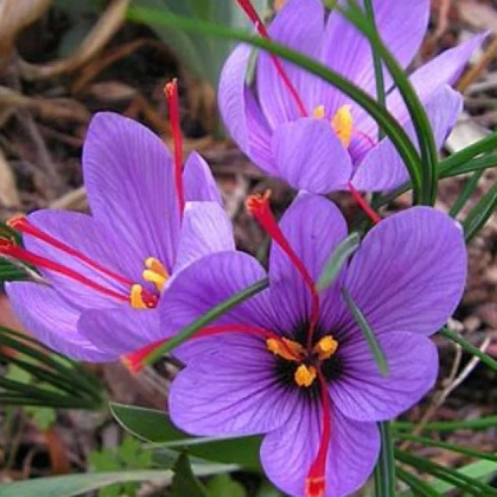 Krókus Sativus Organic (šafranový)