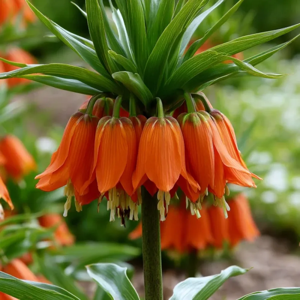 Korunkovka Aurora Imperialis (oranžová)