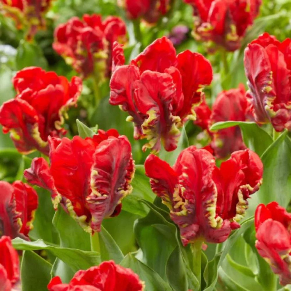 Tulipán Seadov parrot (zelený)