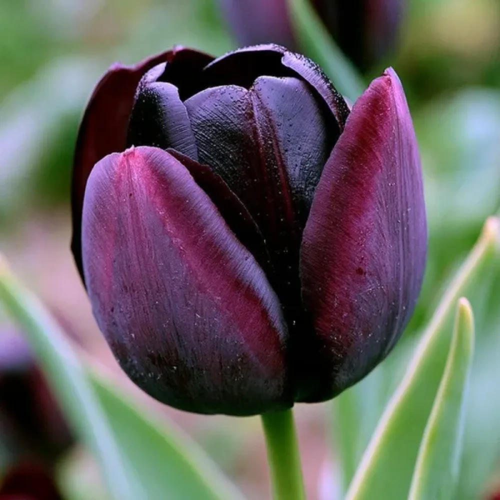 Tulipán Paul Scherer (čierny)