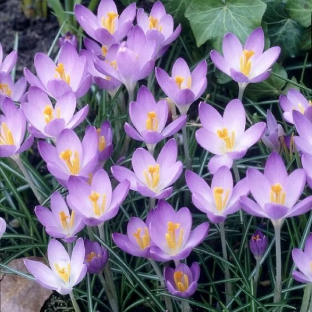 Krókus Barrs Purple Tommasianus (fialový)