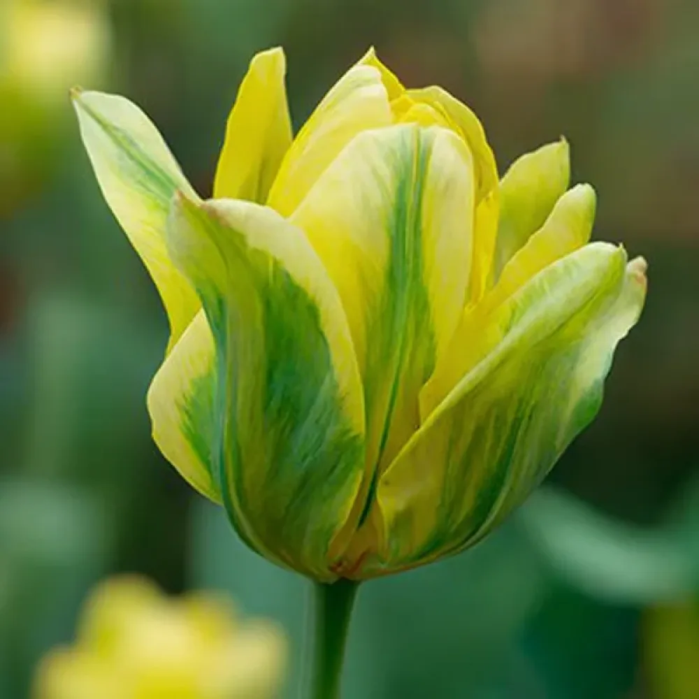 Tulipán Formosa (žltý)