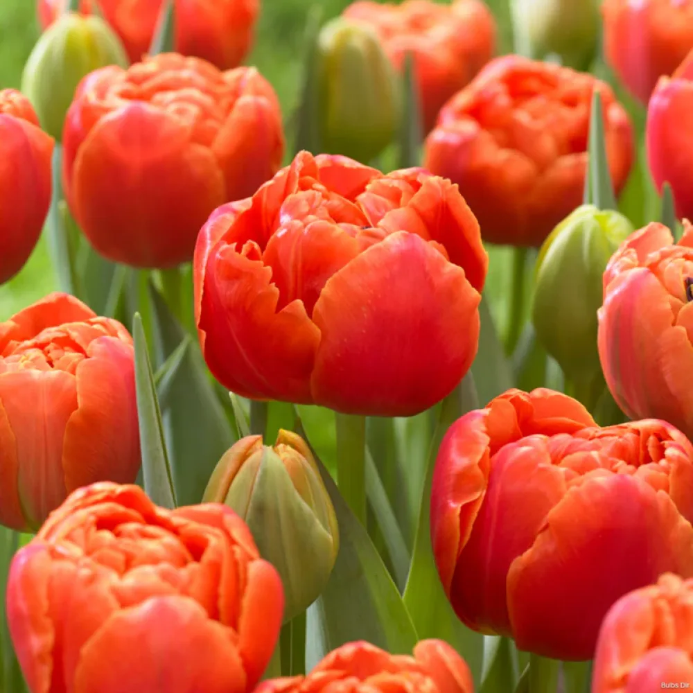 Tulipán Icoon (zelený)